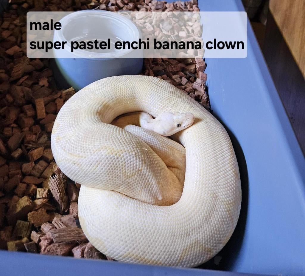 Male super pastel enchi clown bananas 2021, Dieren en Toebehoren