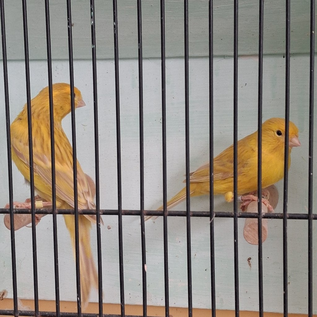 kanarie, Dieren en Toebehoren, Meerdere dieren, Kleurkanarie