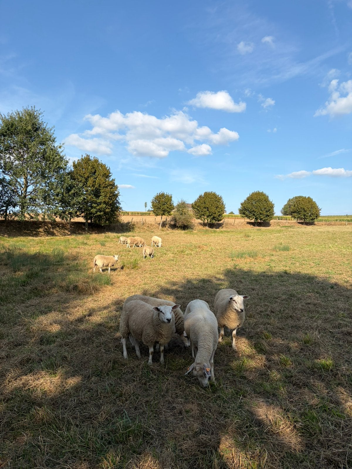 Schapen te koop (5 rammen, 3 jonge ooien, 2 oude ooien), Dieren en Toebehoren, Mannelijk, Schaap, 0 tot 2 jaar