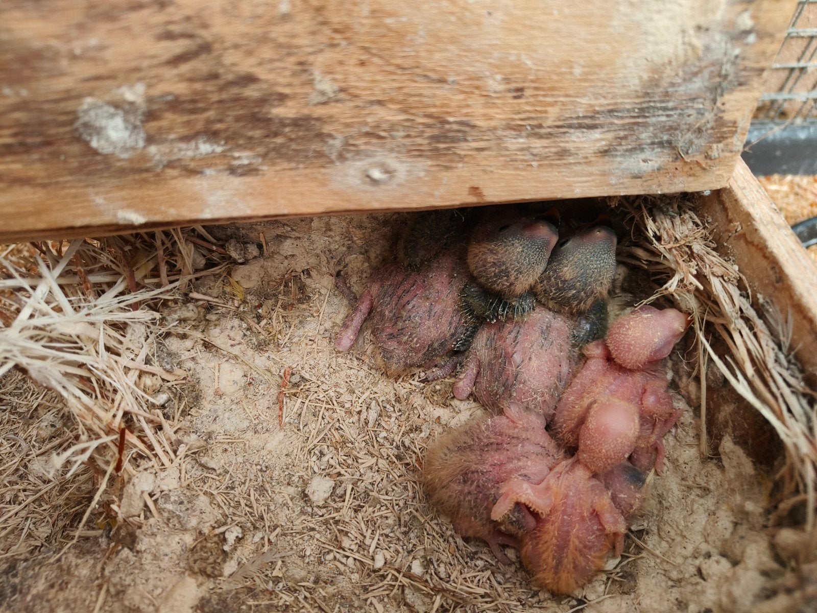 agapornis roseicolli, Geringd