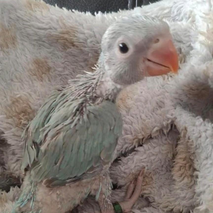 Handtamme baby halsbandparkiet, Dieren en Toebehoren, Geringd