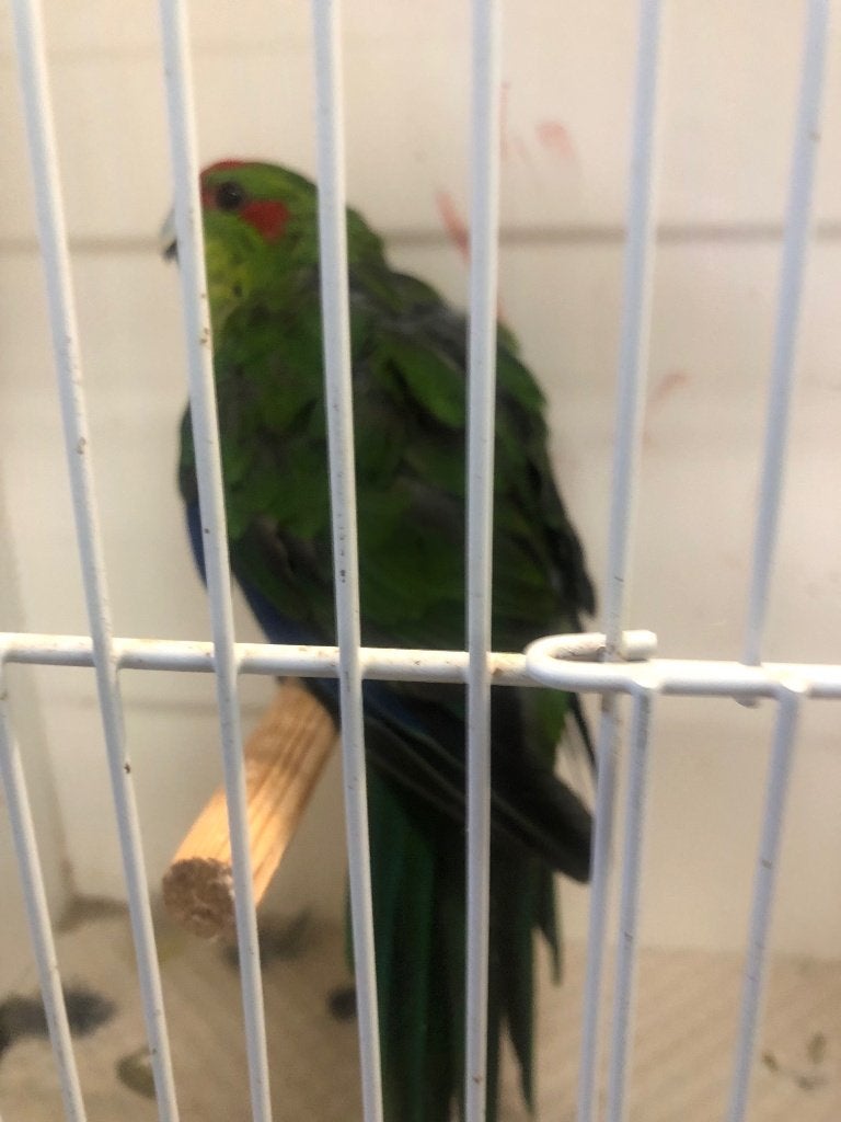 kakariki waarschijnlijk koppel, Dieren en Toebehoren, Vogels | Parkieten en Papegaaien, Parkiet, Meerdere dieren, Geringd