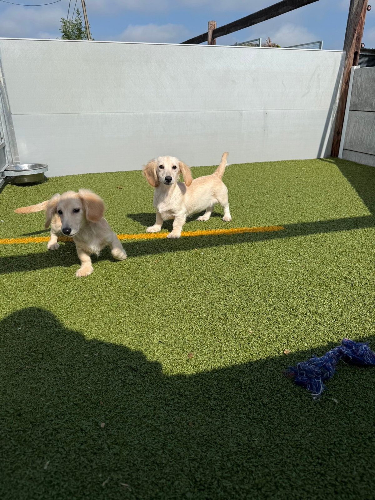 Langharige cream (blonde) dwergteckel pups, Dieren en Toebehoren, Honden | Teckels en Dashonden, België, CDV (hondenziekte), 8 tot 15 weken