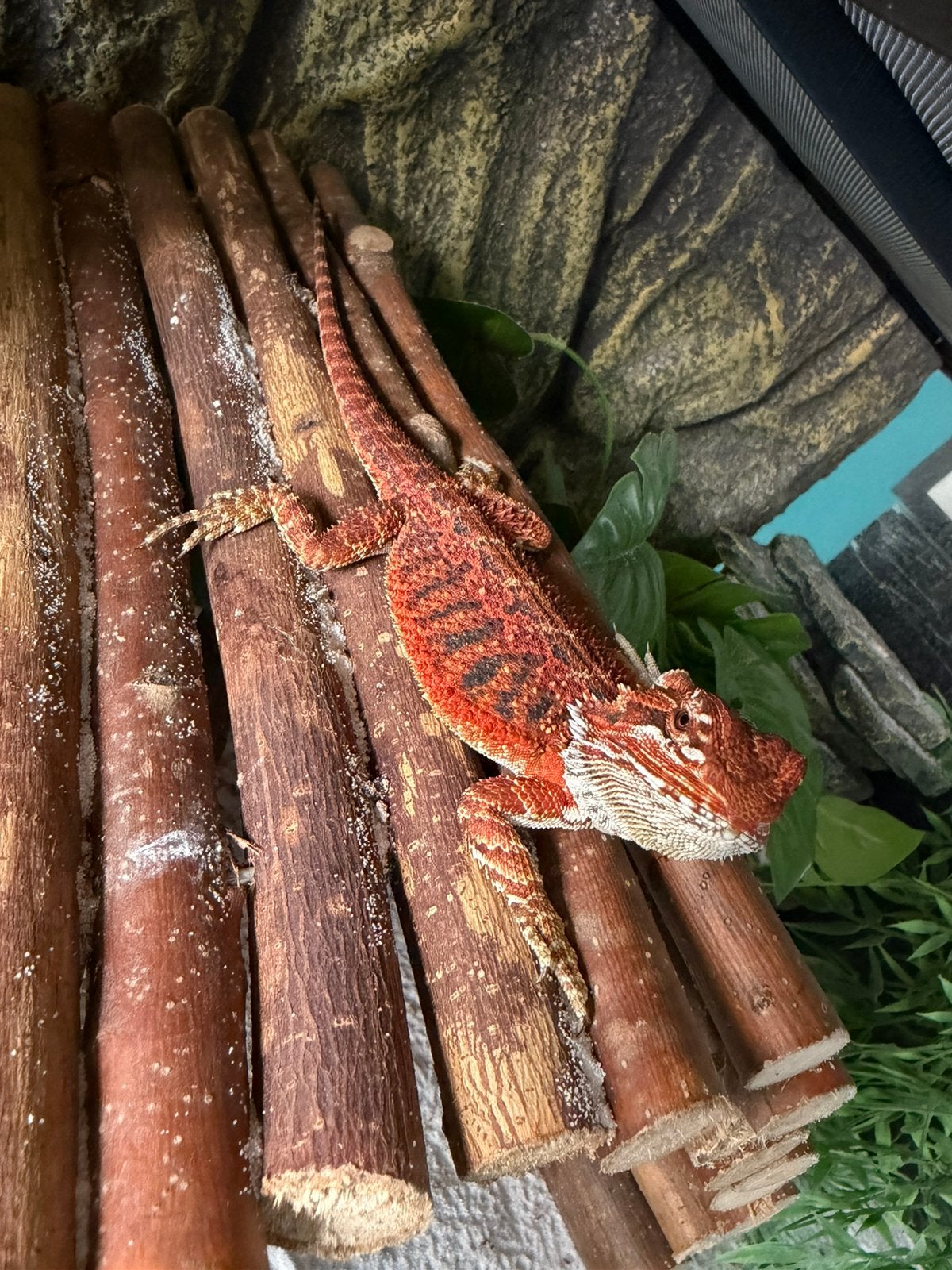 Baardagamen + terra, Dieren en Toebehoren, Met terrarium, 0 tot 2 jaar