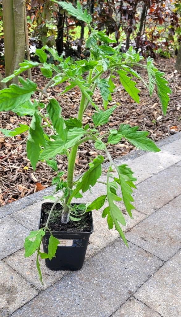 Tomatenplanten, Tuin en Terras, Planten | Tuinplanten, Ophalen