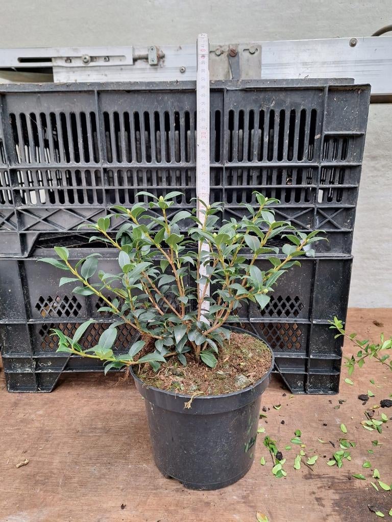 ‼️osmanthus Burkwoodii aan promoprijzen ‼️, Tuin en Terras, Planten | Tuinplanten, Ophalen
