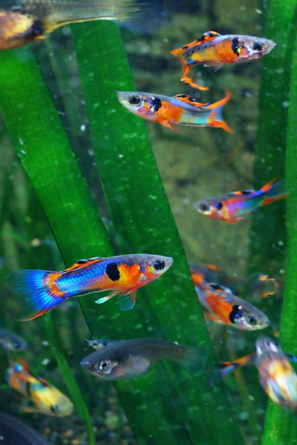 endler guppy, Dieren en Toebehoren