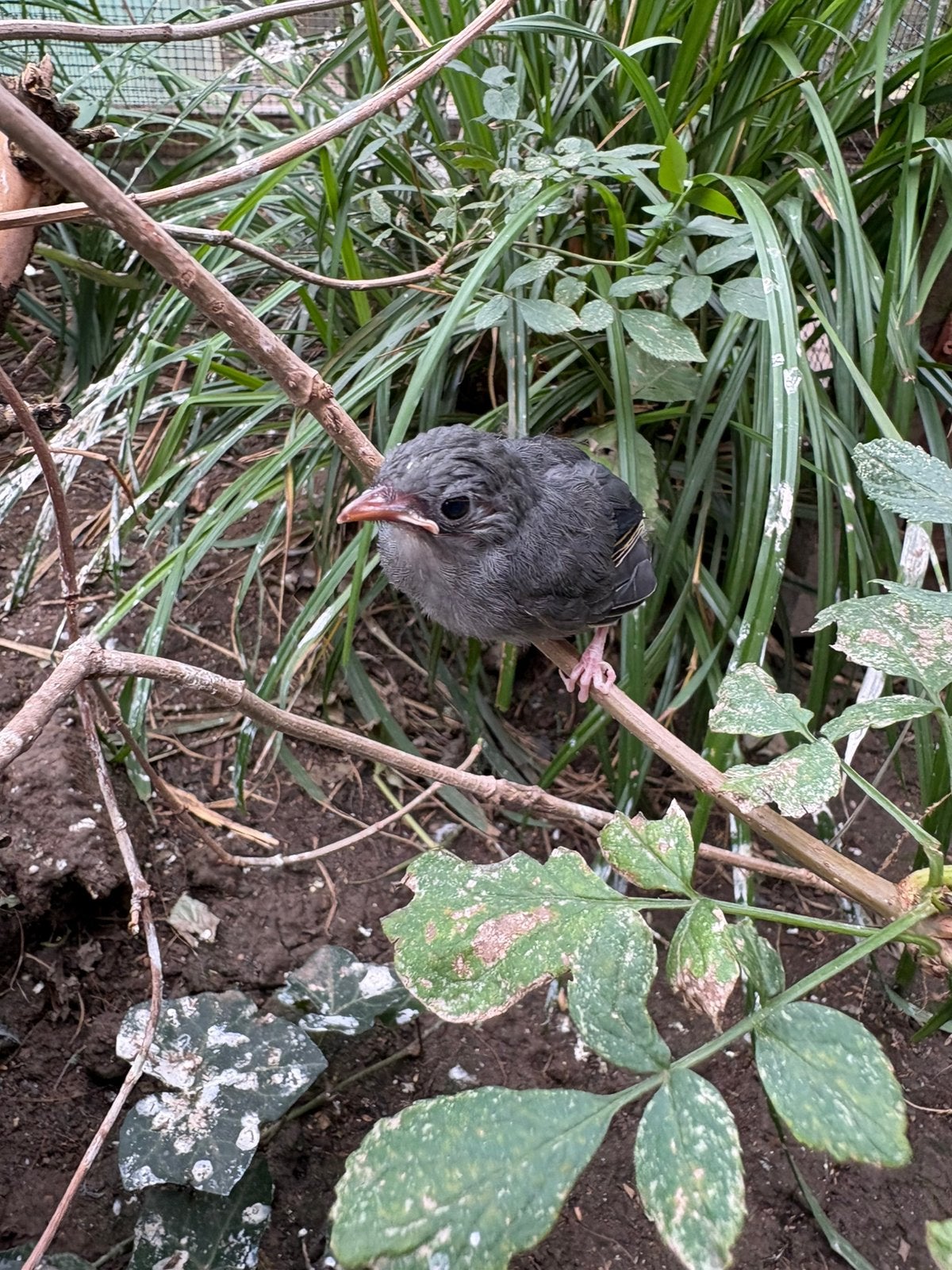Japanse nachtegaal, Meerdere dieren, Wildzangvogel, Geringd