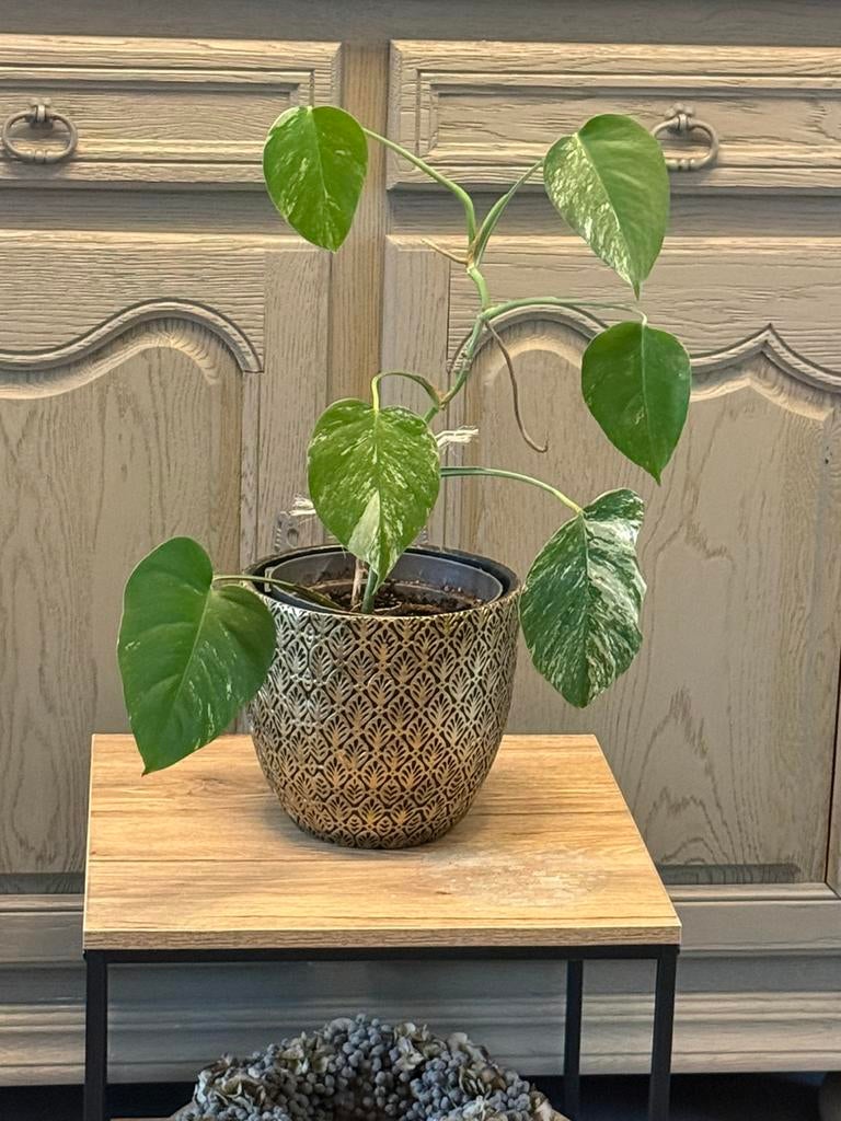 Monstera variegata, Enlèvement