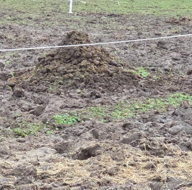 Paardenmest gratis, Ophalen
