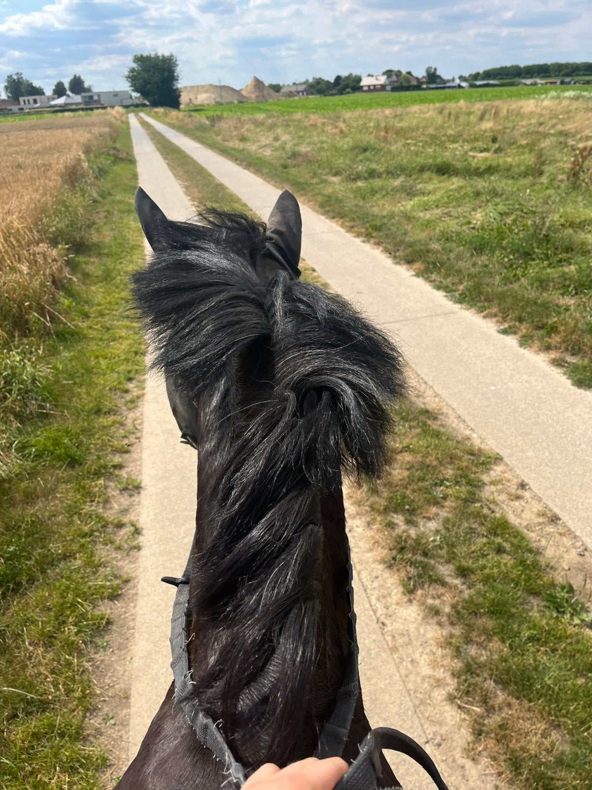 Springpaard gezocht, Dieren en Toebehoren, Paarden, Springpaard