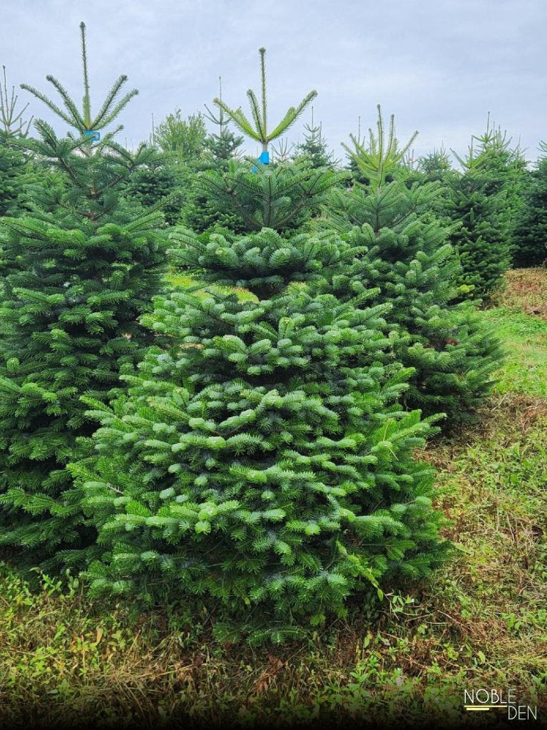 kerstbomen, Tuin en Terras, Planten | Bomen, Ophalen