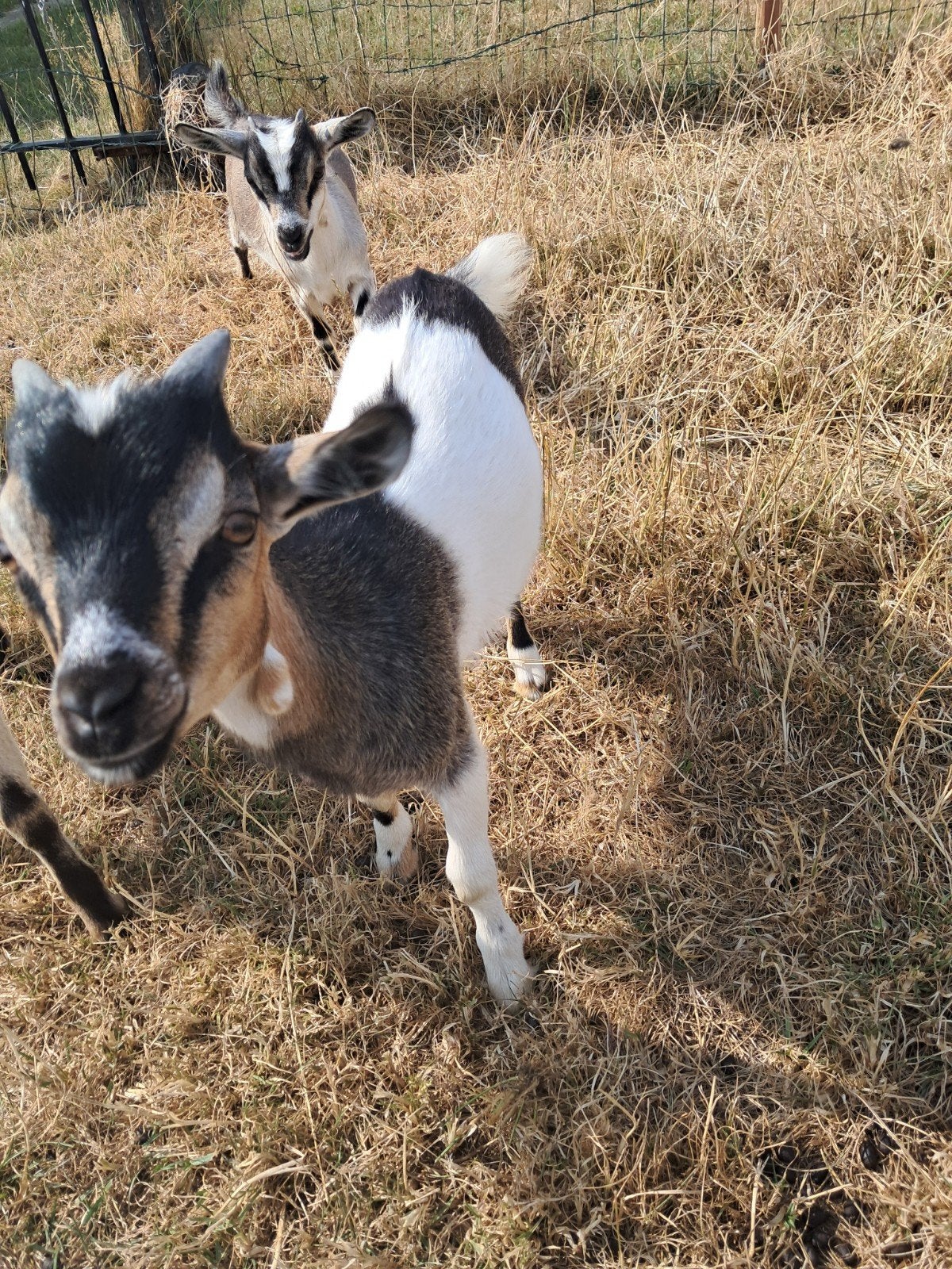 Geitje Mannetje bokje, Dieren en Toebehoren, Schapen, Geiten en Varkens, Mannelijk, Geit