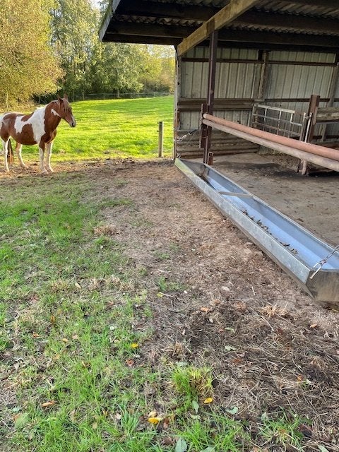 stal te huur te lennik, Mise à l'étable, 4 chevaux ou poneys ou plus