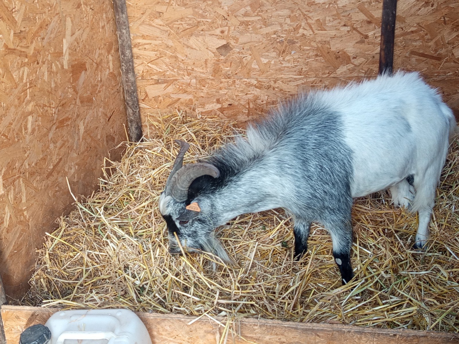 lieve bok te koop