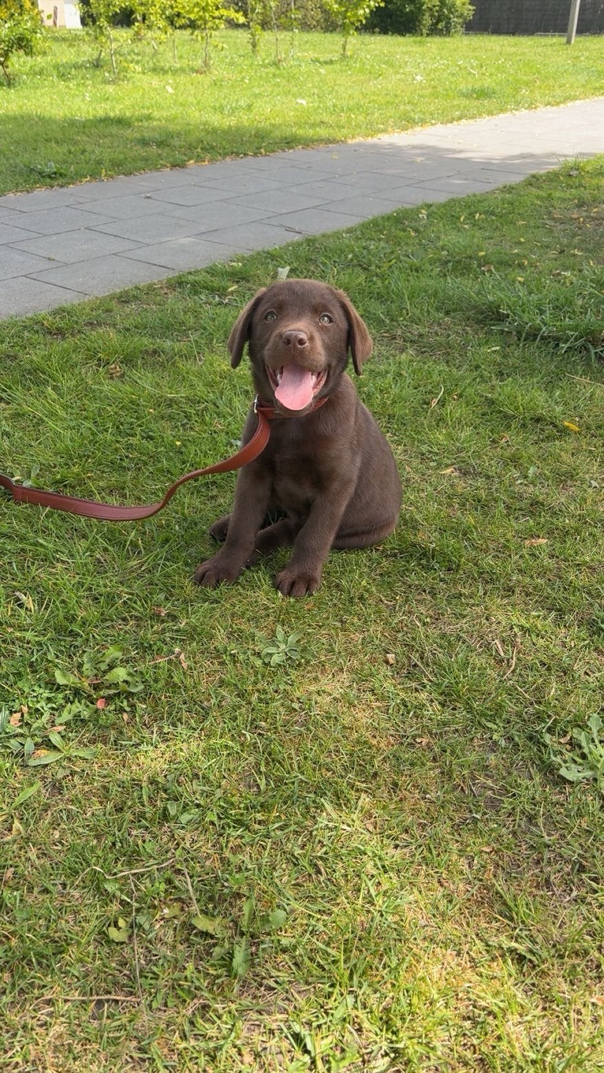 Chiot labrador brun 2 mois, Enfants & Bébés, Jouets | Poupées, Enlèvement