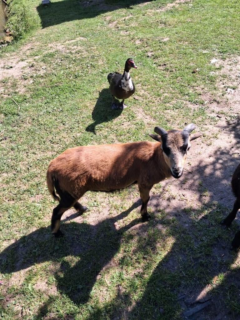 kameroen bokje schaap, Mâle, Mouton, 0 à 2 ans