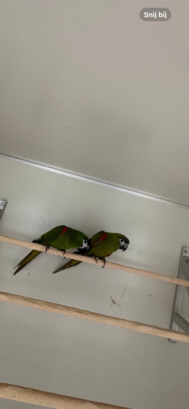 Kweekkoppel ara nobilis, Plusieurs animaux, Perroquet, Bagué
