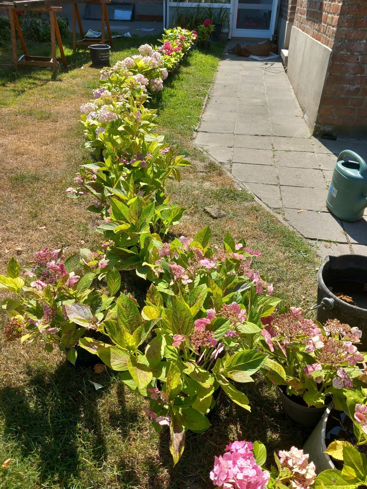 hortentia's, Enlèvement