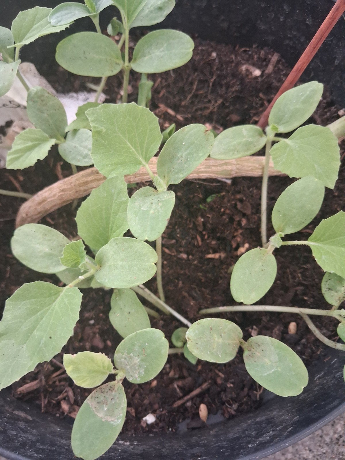 Plants de melon Galia, Jardin & Terrasse, Plantes | Jardin, Enlèvement