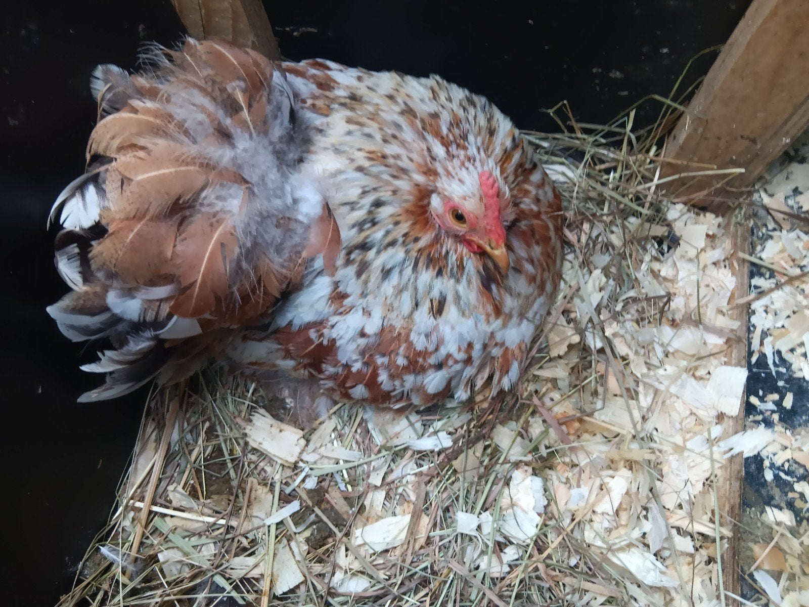 Kippen, Meerdere dieren