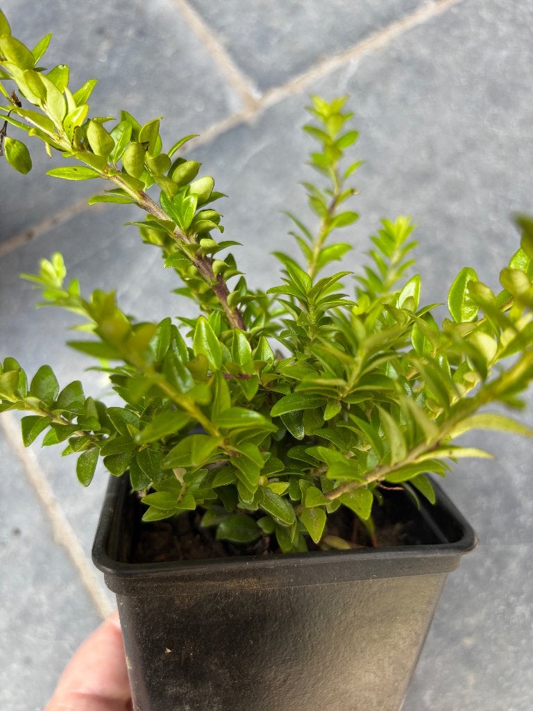Couvre-sol/haies Lonicera nitida maigrun, Jardin & Terrasse, Enlèvement ou Envoi, Plante fixe, Couvre-sol