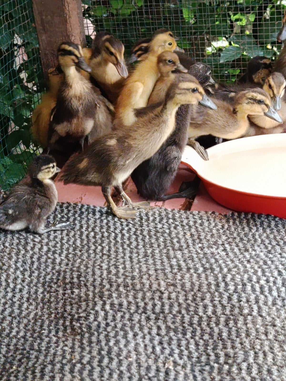 Canards et poussins Runner
