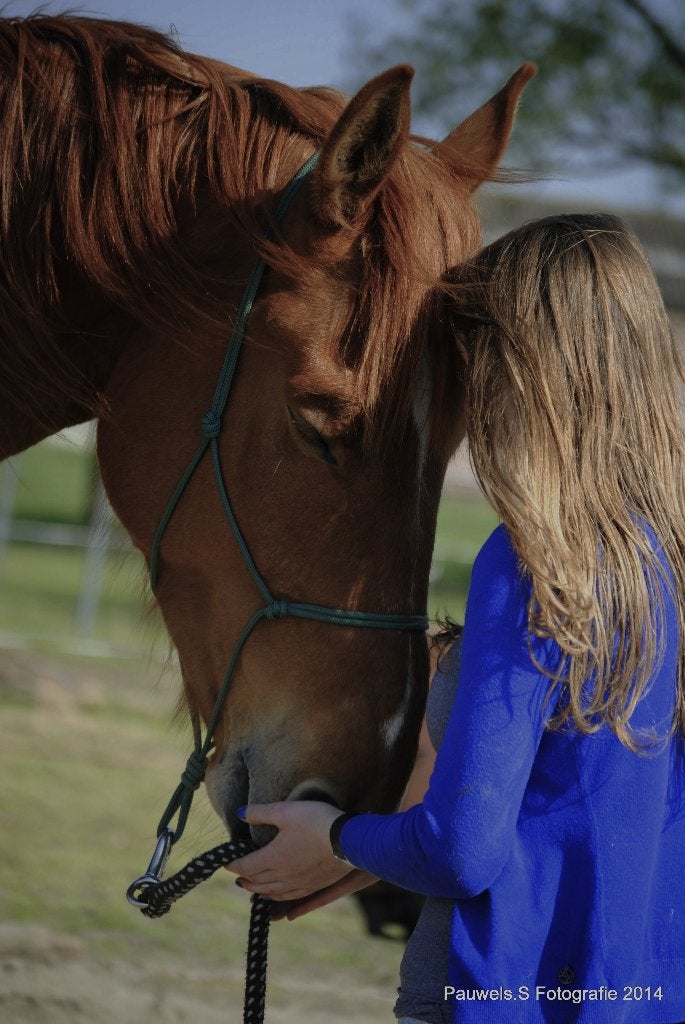 Les, training of zadelmak maken aan huis, Dieren en Toebehoren, Ophalen