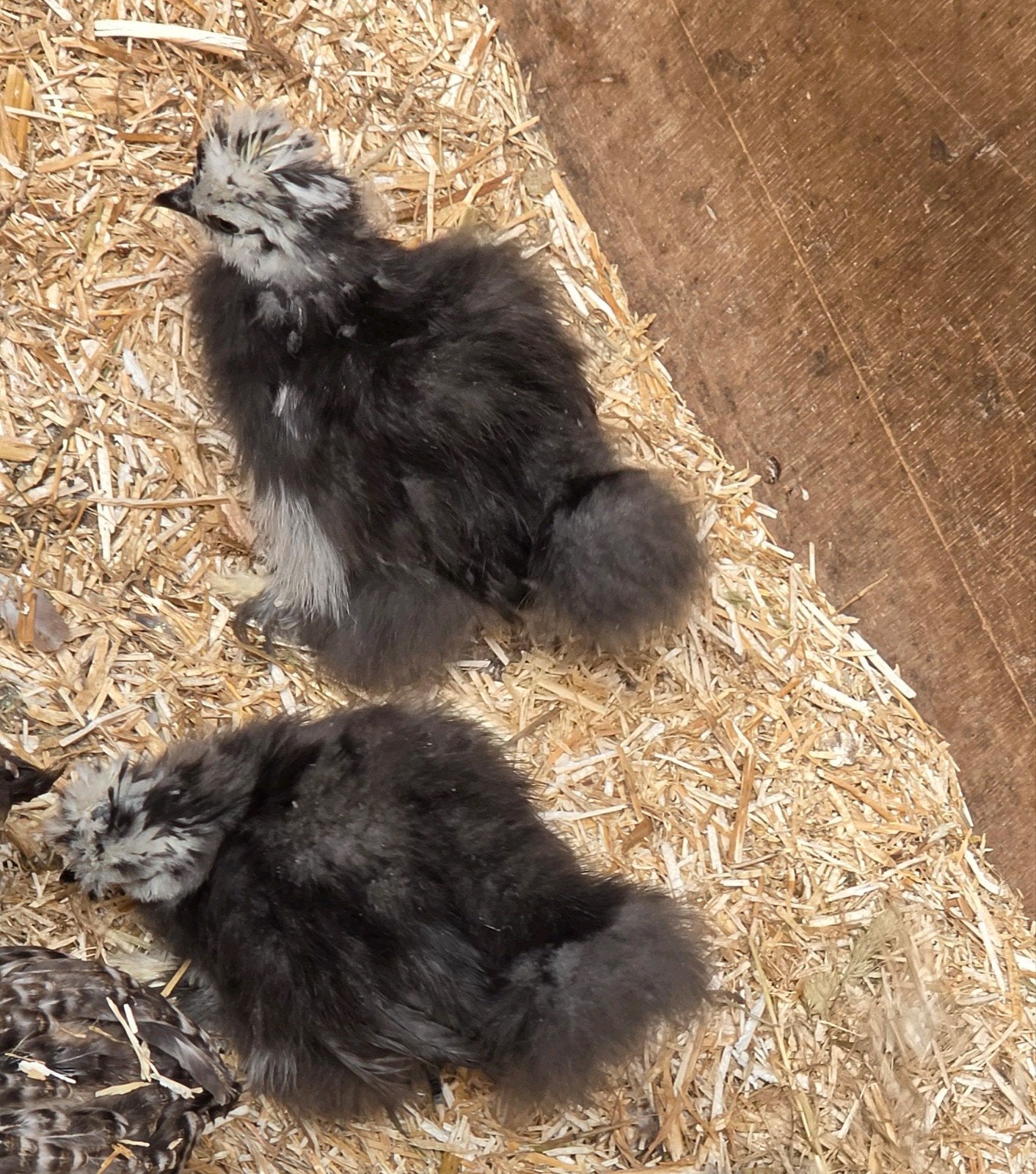 Jonge zijdehoen kipjes, Dieren en Toebehoren, Pluimvee