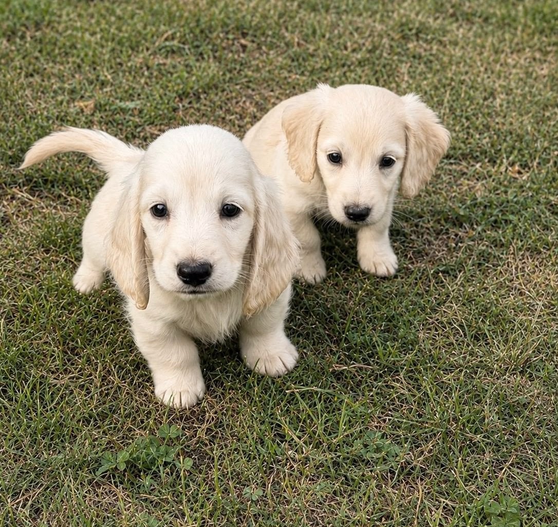 teckel pups,dwerg,cream,langharig,reu, Dieren en Toebehoren, België, Reu, 8 tot 15 weken, Dwerg