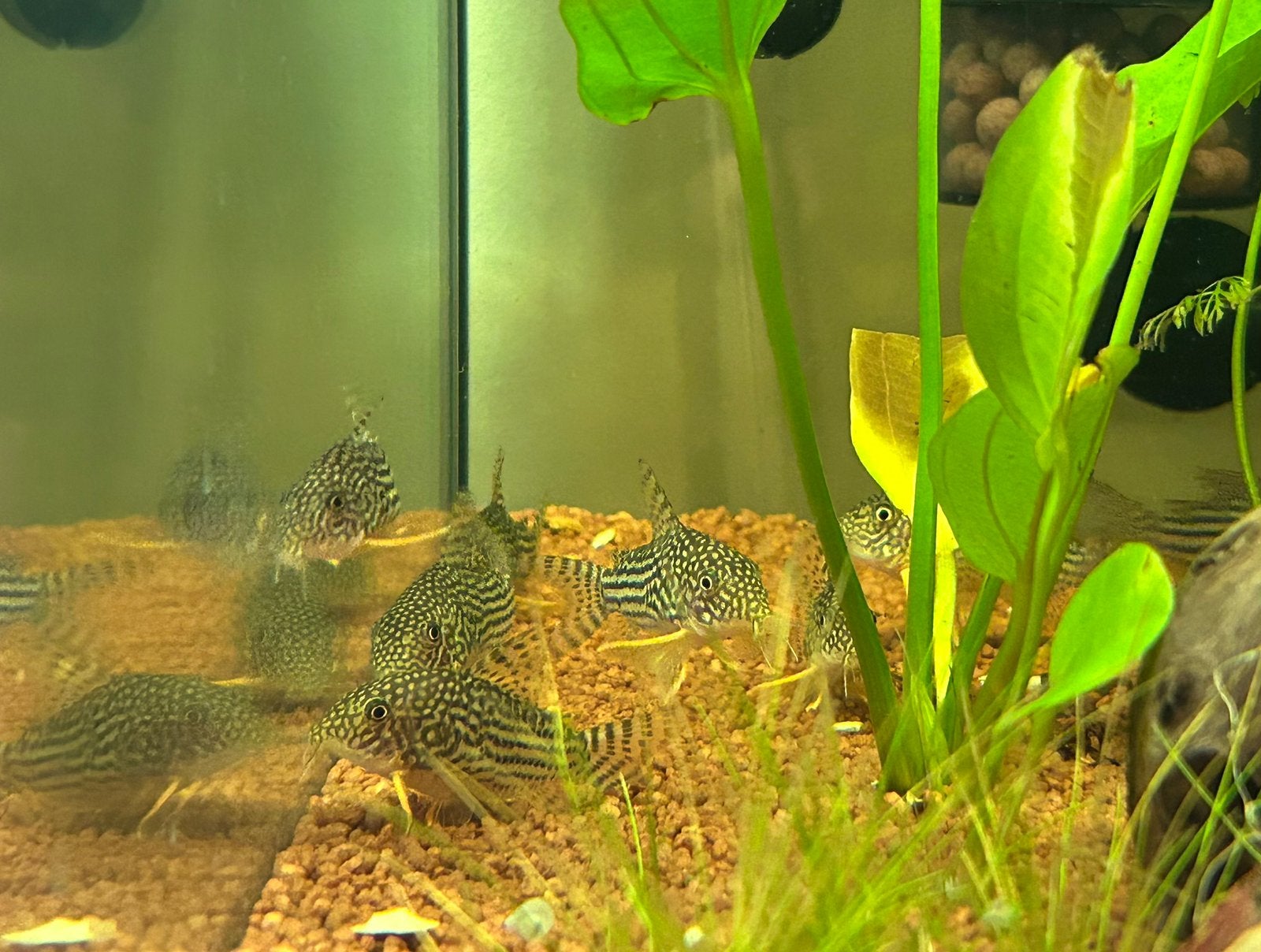 Kweekgroepen corydoras, Dieren en Toebehoren, Vissen | Aquariumvissen
