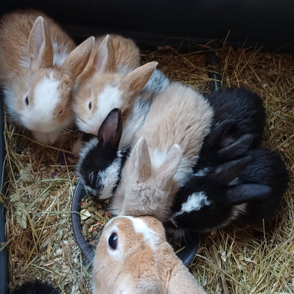 Konijn, Dieren en Toebehoren, Geslacht onbekend, Middelgroot, 0 tot 2 jaar