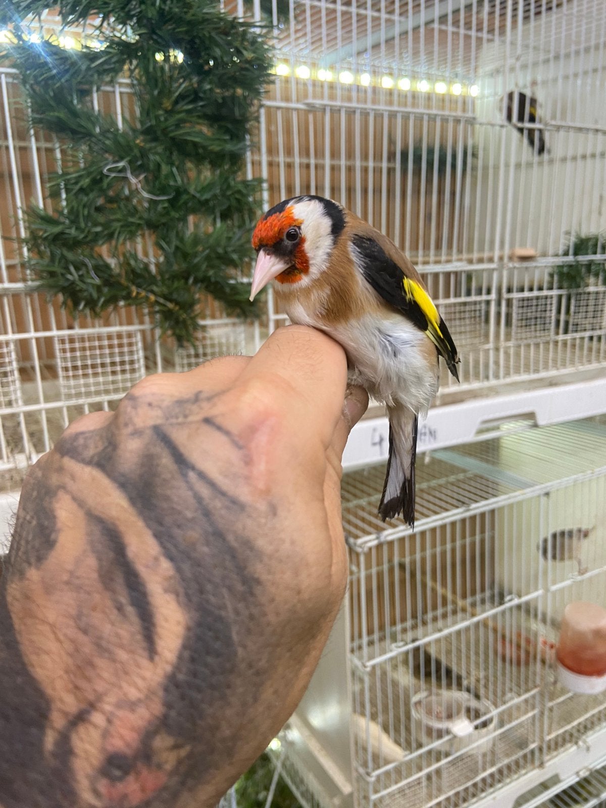 Europese distelvink koppel, Dieren en Toebehoren, Meerdere dieren, Wildzangvogel, Geringd