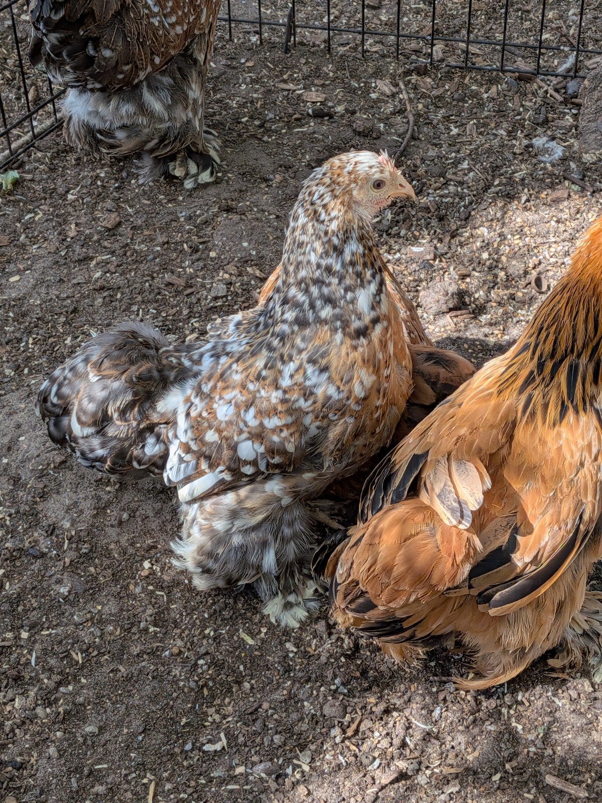 cochin kriel, Dieren en Toebehoren, Pluimvee
