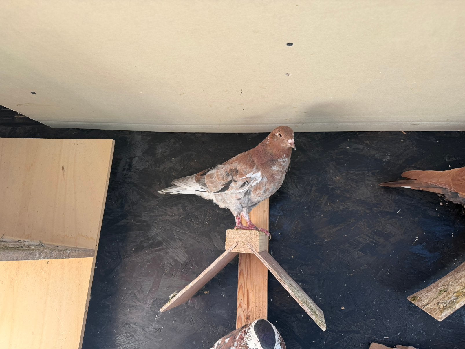 Duiven te koop, Dieren en Toebehoren, Overige soorten