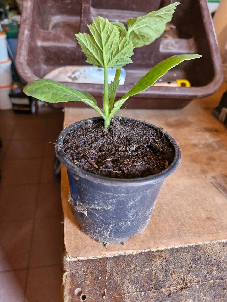 Courgette en komkommer planten, Ophalen, Volle zon, Groenteplanten, Eenjarig