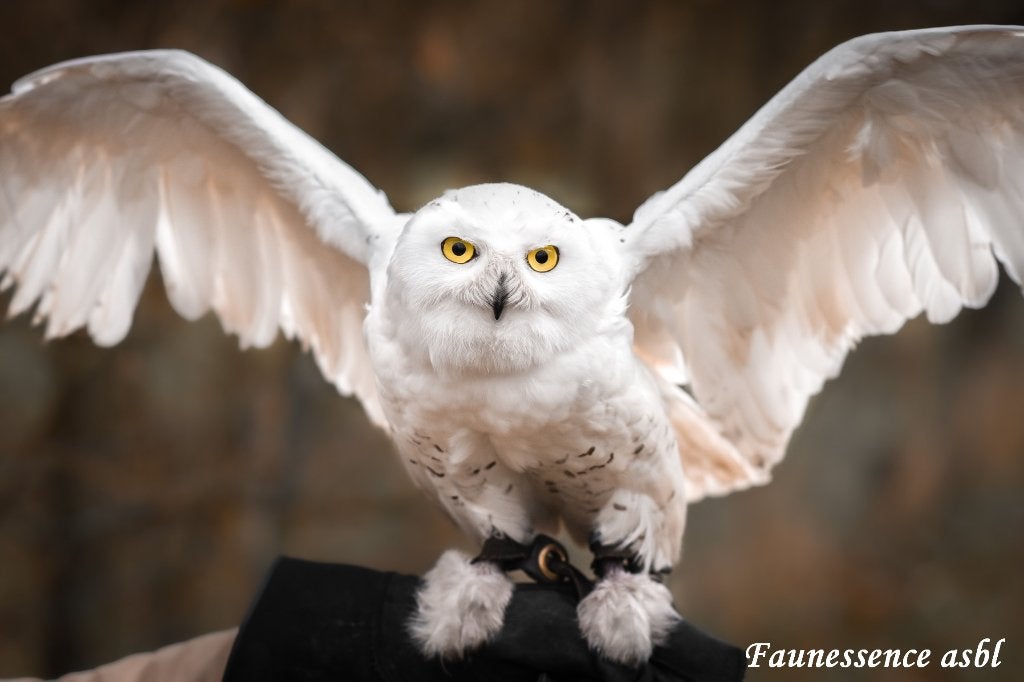 Stage de fauconnerie – Expérience unique avec rapace, Ophalen, Nieuw