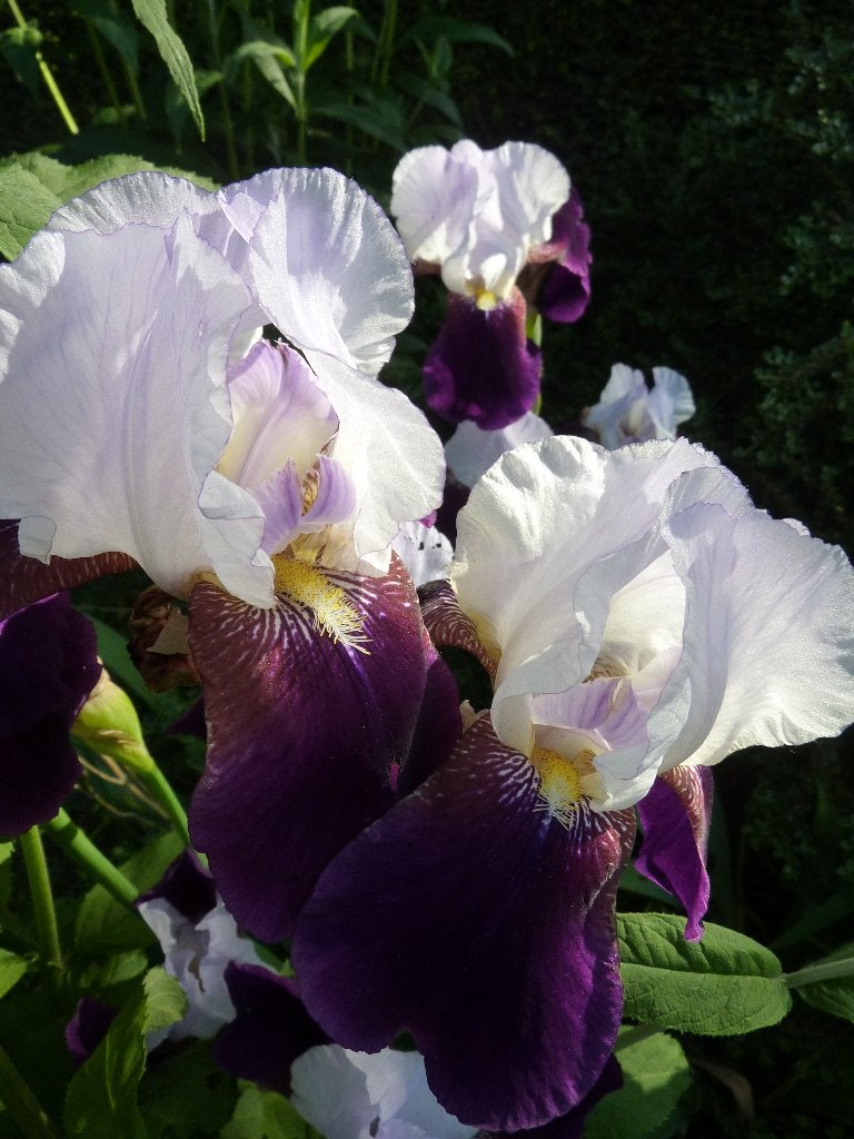 Iris germanica , baardiris, Tuin en Terras, Volle zon, Vaste plant, Lente, Ophalen