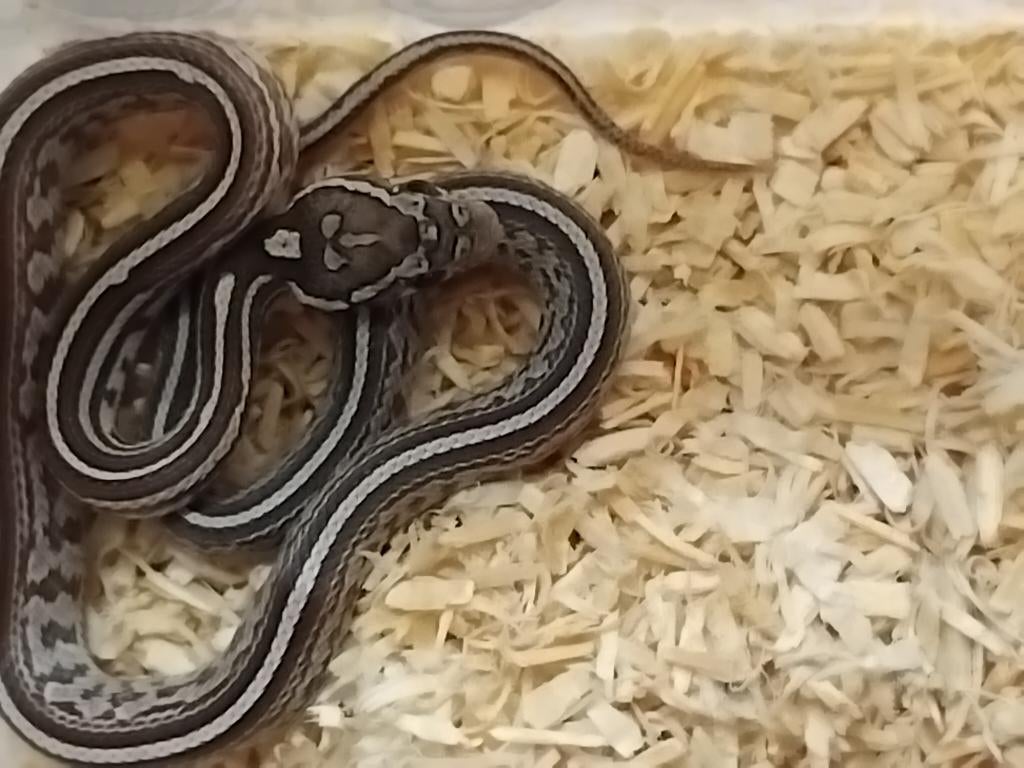 serpents des blés 2025, Serpent, 0 à 2 ans