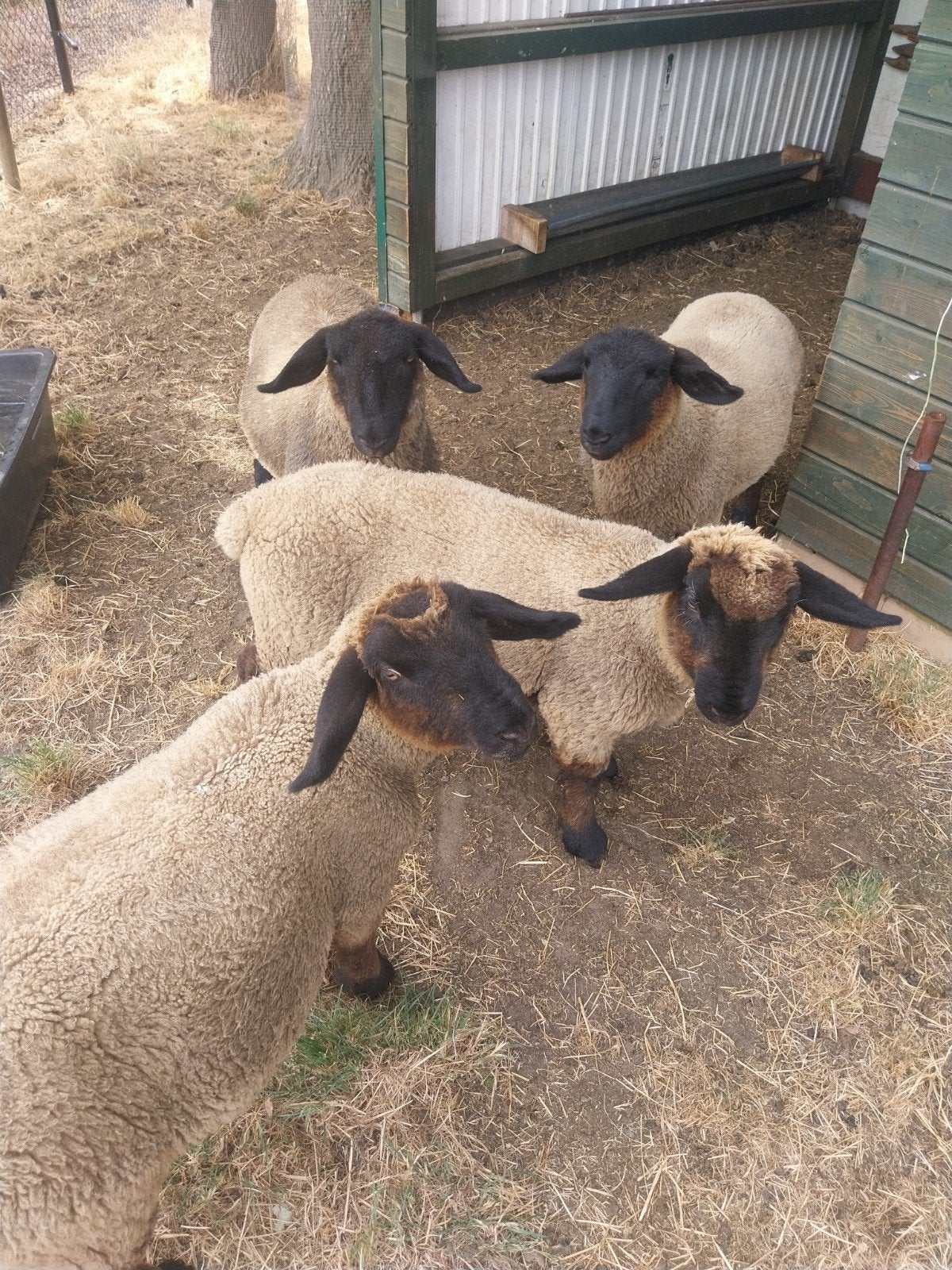 zuiver stamboek suffolk, Dieren en Toebehoren, Schapen, Geiten en Varkens