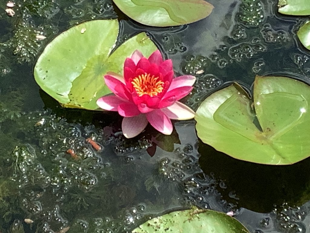 Vijverplanten, Jardin & Terrasse, Étangs, Enlèvement