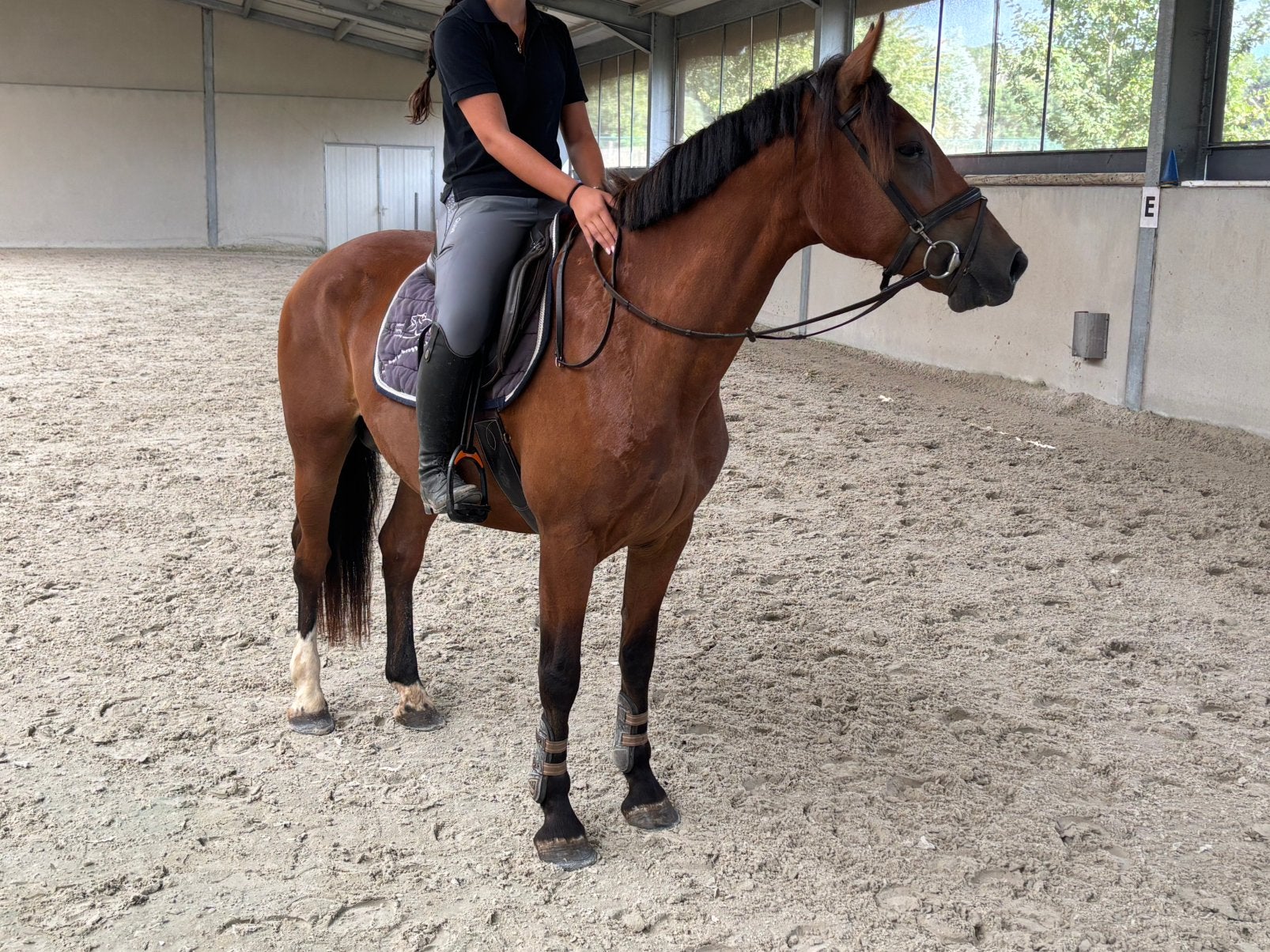 Leuke Allround merrie te koop, Merrie