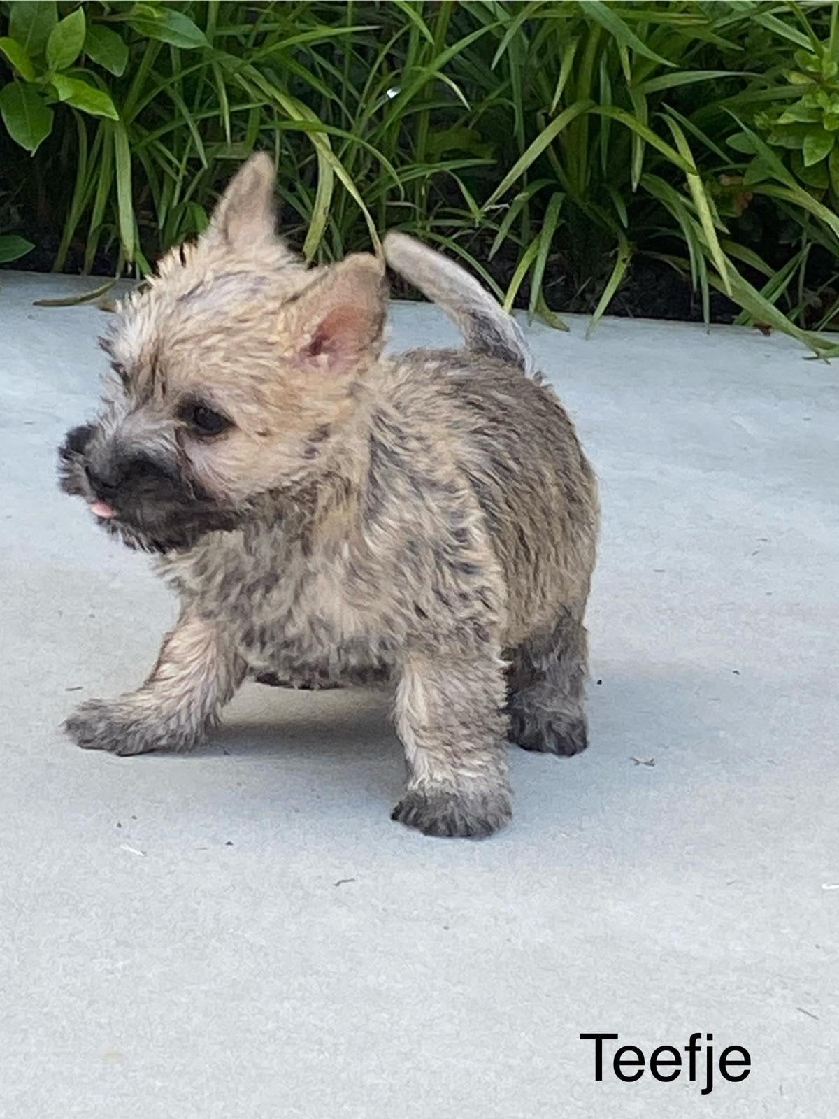 Chiots Cairn Terrier, Autres races, Plusieurs, Hépatite contagieuse (maladie de Rubarth), Belgique