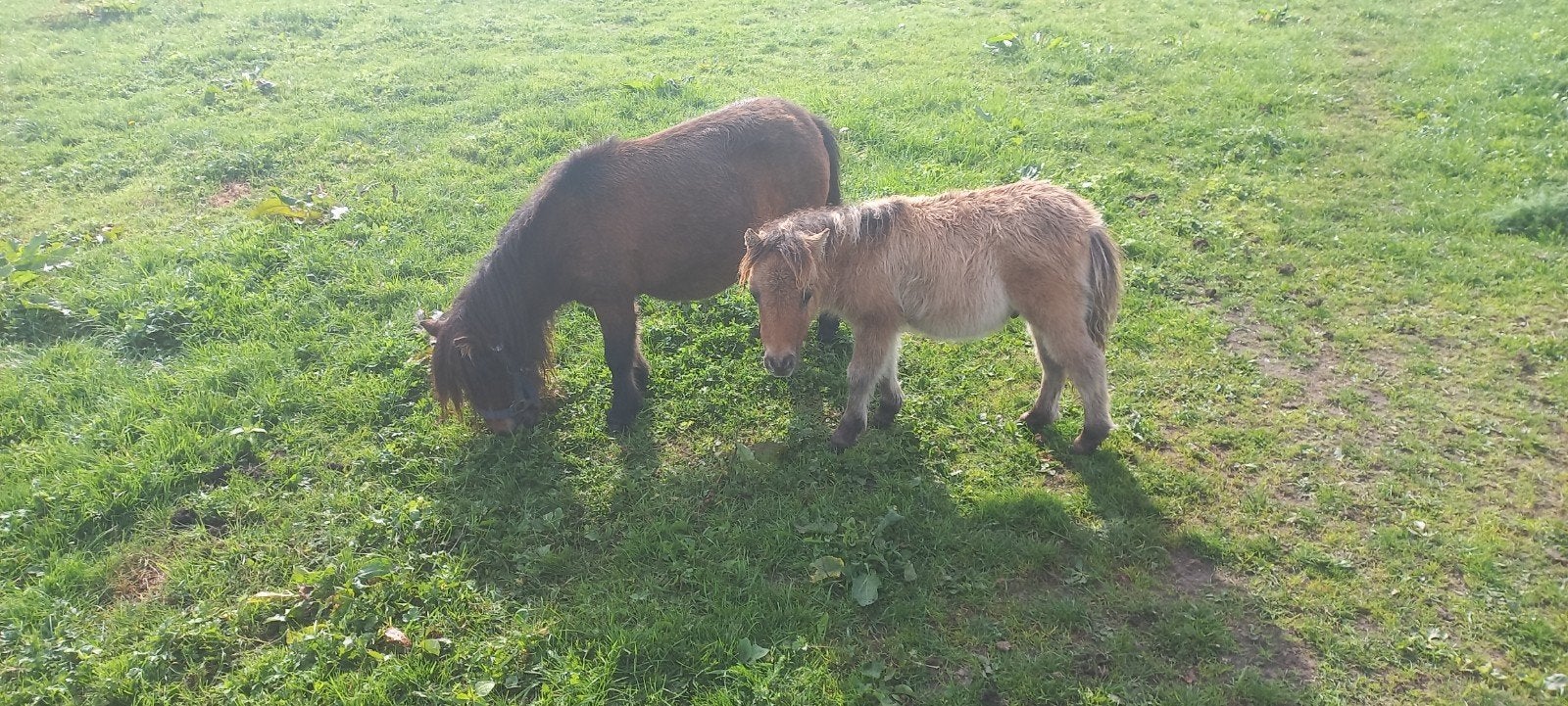 MINI MERRIE 76 CM., Dieren en Toebehoren, Meerdere dieren