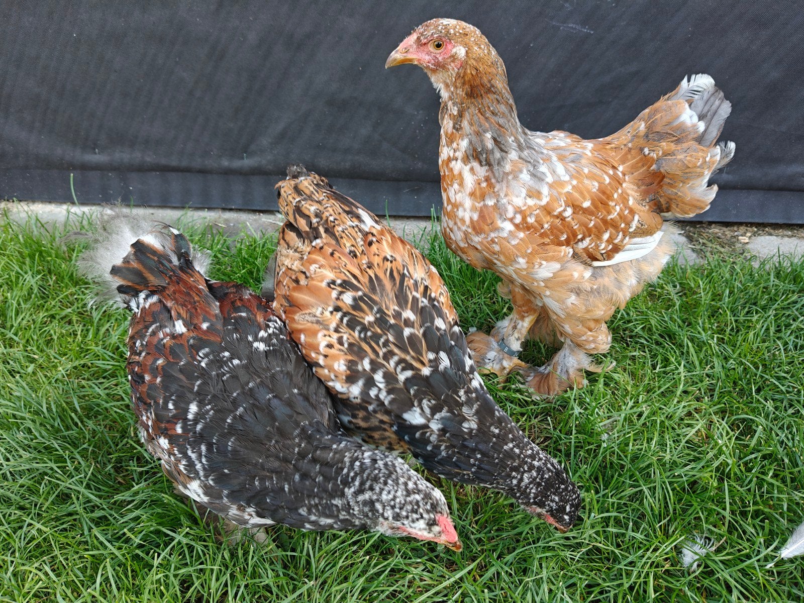 Brahma porselein, Animaux & Accessoires, Volatiles, Plusieurs animaux, Poule ou poulet