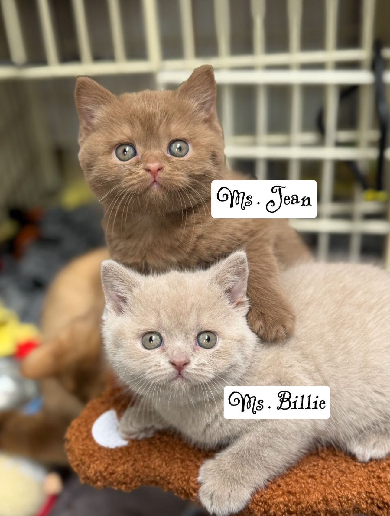 British shorthair, Animaux & Accessoires, Chats & Chatons | Chats de race | Poil ras, Plusieurs animaux, 0 à 2 ans, Avec pedigree