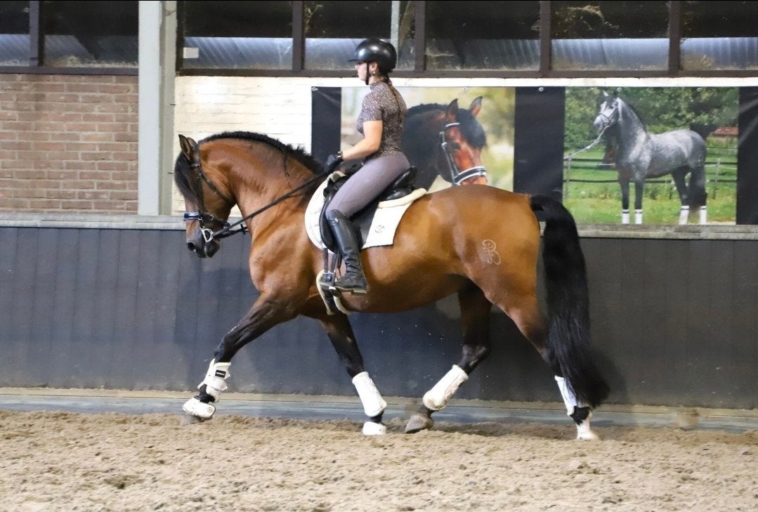 10 jarige pre andalusier apto hengst, Dieren en Toebehoren, Met stamboom, Hengst, L, 7 tot 10 jaar