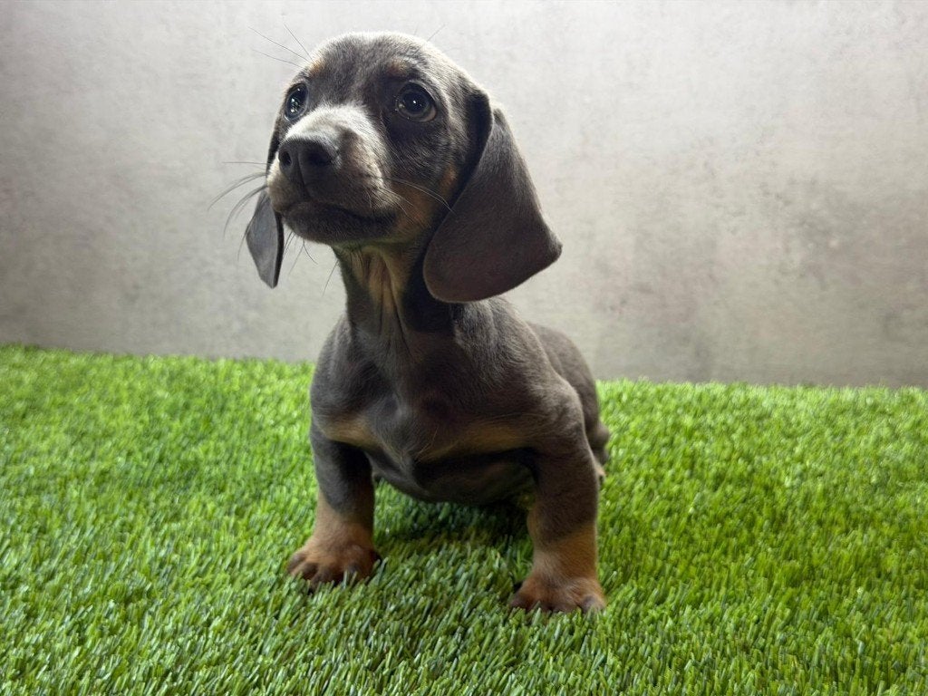 Dwerg Teckel / Dachshund pups bij ons thuis geboren, Parvo, België, Fokker | Hobbymatig, 8 tot 15 weken