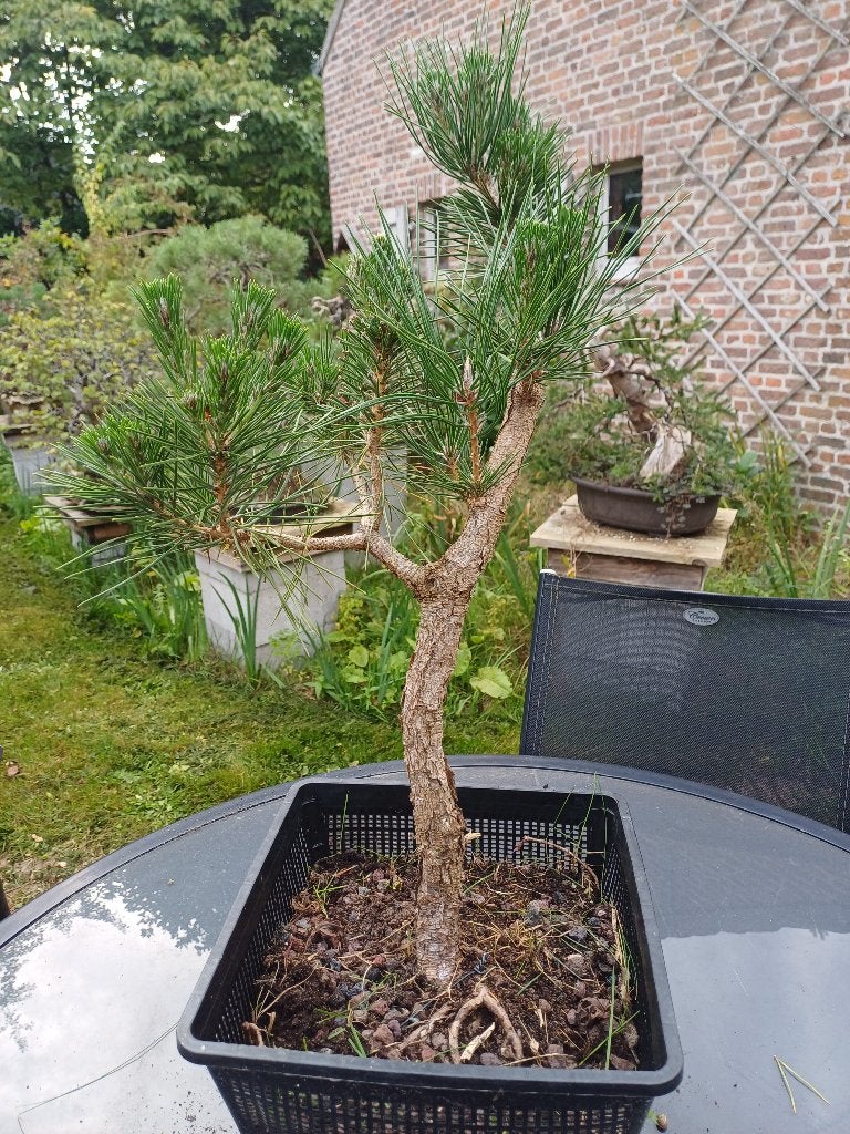 Japanse Zwarte Den bonsai startplant, Tuin en Terras, Bloeit niet, Overige soorten, Minder dan 100 cm, Ophalen