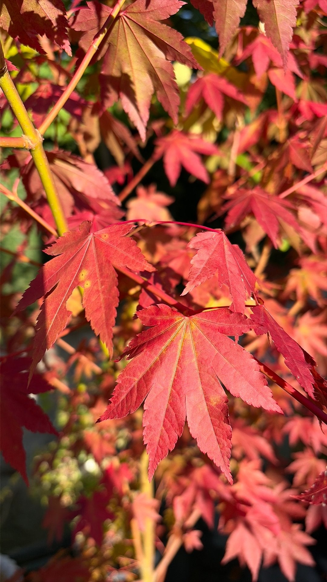 Acer palmatum, japanse esdoorn (groot), Tuin en Terras, Ophalen